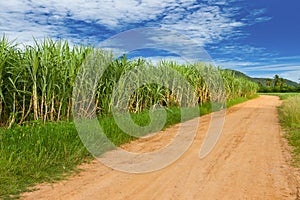 Sugar cane farmland