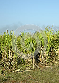 Sugar cane field