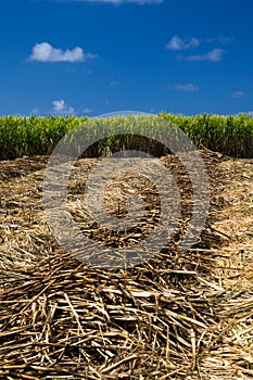 Sugar cane field