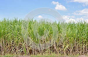 Sugar cane field