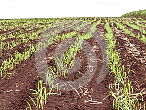 Sugar cane field