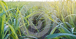 Sugar cane field