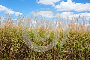 Sugar Cane Field