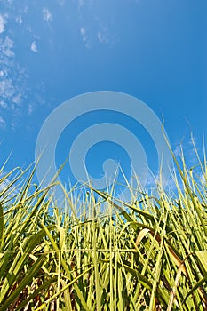 Sugar cane field with blue sky