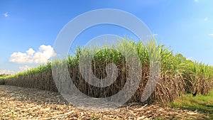 Sugar cane field in blue sky