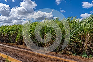 Sugar cane field with blue sky background. Sugarcane plantation on the Mauritius island
