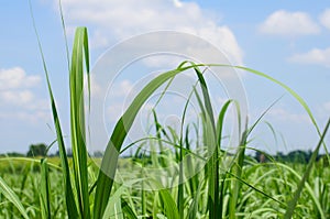 Sugar cane field