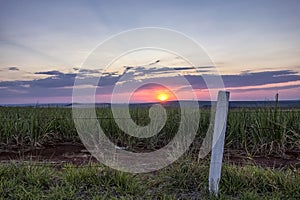Sugar cane field and fence at sunset in Sao Paulo, Brazil