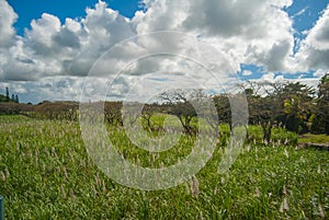 Sugar cane field in Mauritius