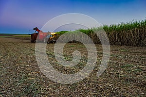 sugar cane field mechanical harvesting with a tractor carrying harvest