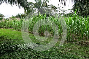 Sugar cane field near a sugar mill