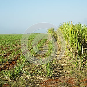 Sugar cane field, Rene Fraga, Cuba photo