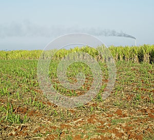 Sugar cane field, Rene Fraga sugar factory, Cuba photo