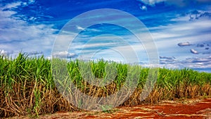 Sugar cane field. Sugarcane plantation in sunny day and blue sky with clouds