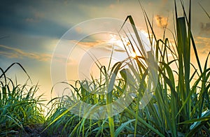 Sugar cane field photo