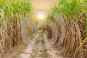 Sugar cane field with sunset or sunrise