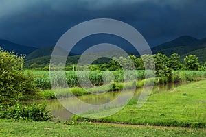 Sugar cane field under storm