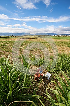 Sugar Cane fields, agriculture in South of Reunion Island Saint