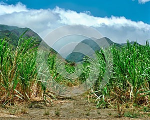 Sugar Cane fields on Maui, Hawaii in the 1990â€™s