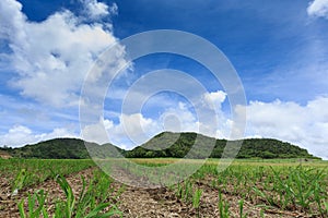 Sugar cane fields from Mauritius Island, Indian Ocean