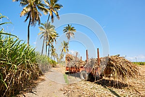 Sugar cane fields at reunion island