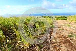 Sugar Cane fields of St Kitts