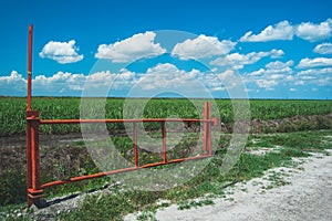 Sugar Cane Fields photo