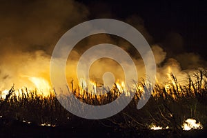 Sugar cane fire