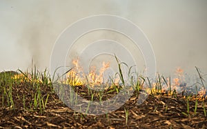 Sugar cane Fire plantation