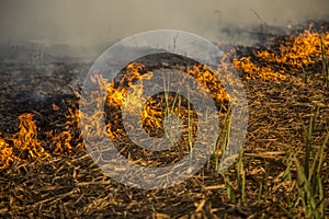 Sugar cane Fire plantation