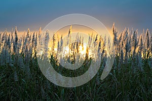 Sugar cane flower photo