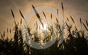 Sugar cane flower