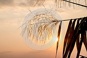 Sugar cane flower Sunrise,Beauty blue sky and clouds