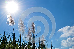 Sugar cane flowers