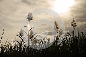 Sugar Cane Flowers