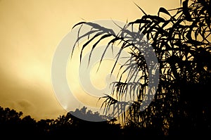 Sugar cane foliage at sunset