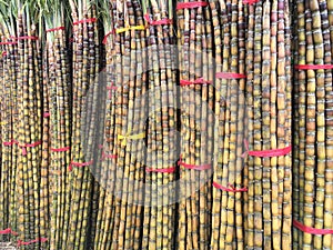 Sugar cane at food market