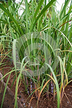 Sugar cane photo