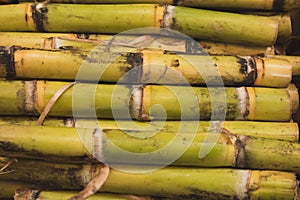 Sugar cane in groups, ready for sale in the market