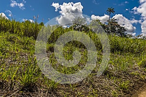 Sugar cane growing on a bank in the countryside in Barbados