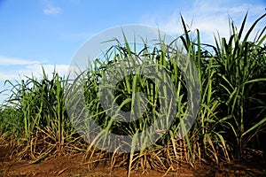 Sugar Cane