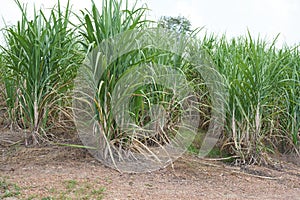 Sugar cane growing in the field