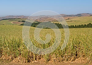 Sugar Cane Growing Near Melmoth