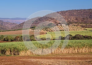 Sugar Cane Growing in South Africa