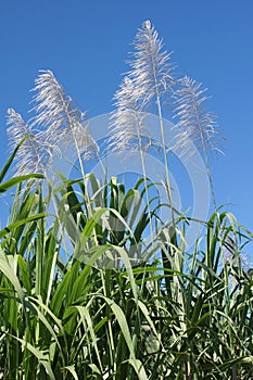 Sugar Cane, Guadeloupe