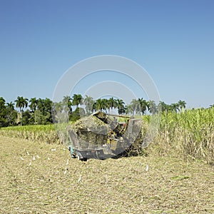 Sugar cane harvest