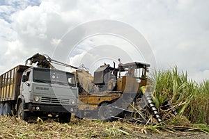 Sugar cane harvest in CUBA
