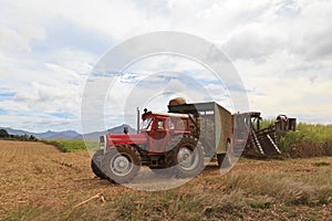 Sugar cane harvest in Mauritius