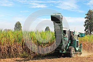 Sugar cane harvesting