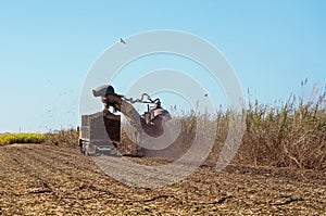 Sugar Cane Harvesting During Crushing Season In Australia